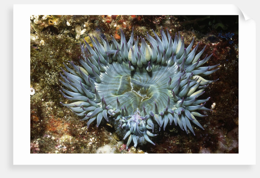 Aggregating Anemone by Anonymous