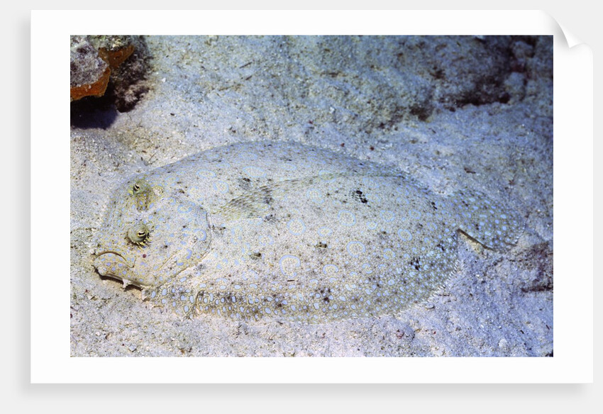 Peacock Flounder by Anonymous