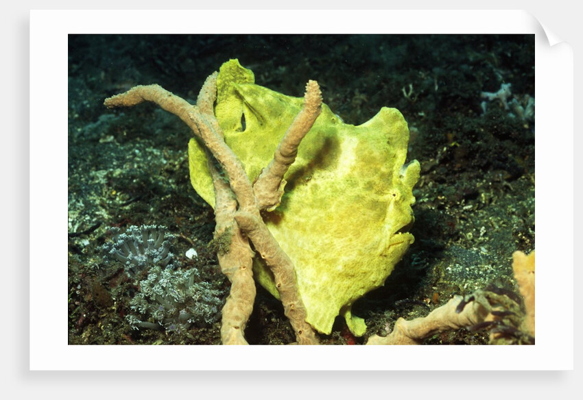 Giant Frogfish by Anonymous