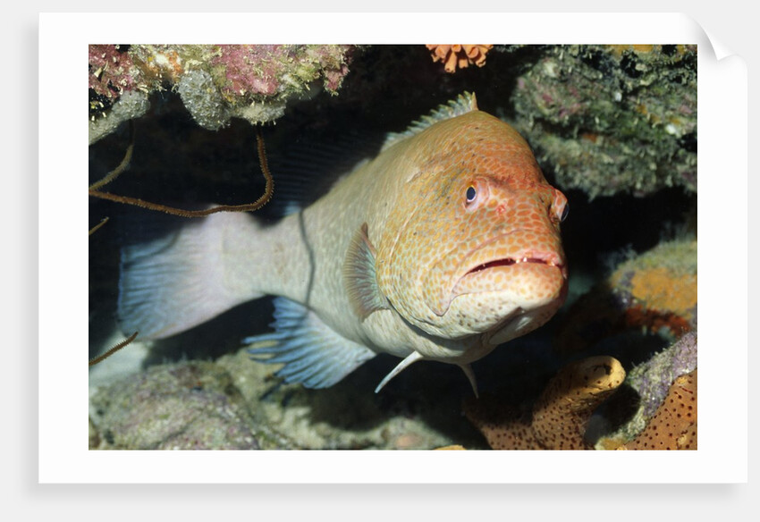 Tiger Grouper by Anonymous