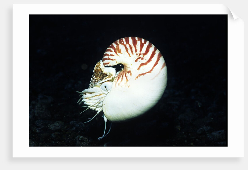 Chambered Nautilus by Anonymous