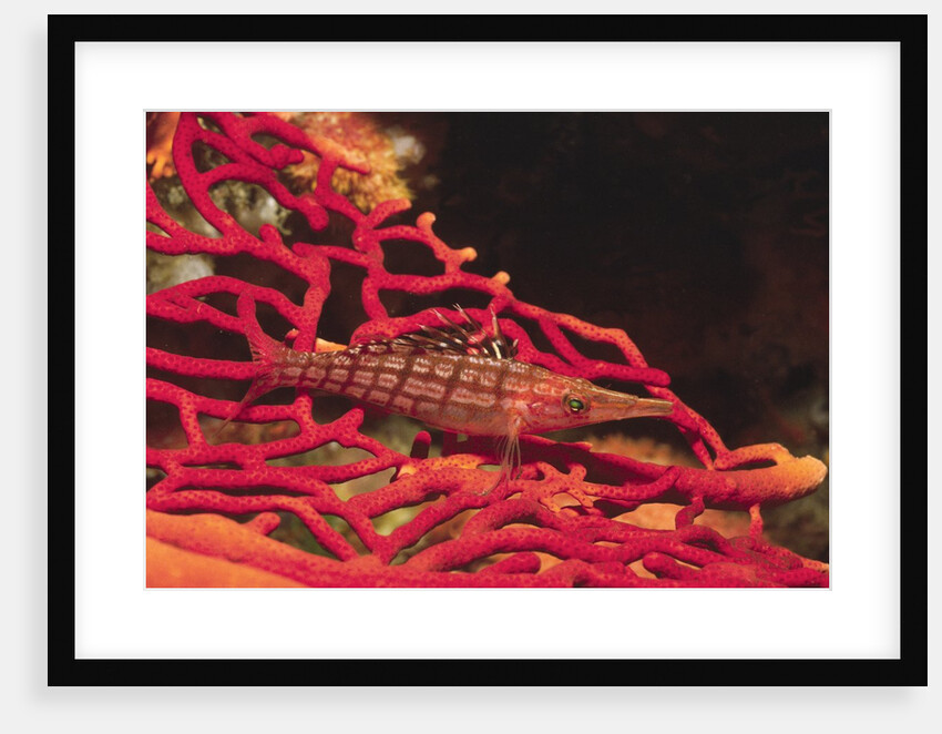 Longnose Hawkfish by Anonymous
