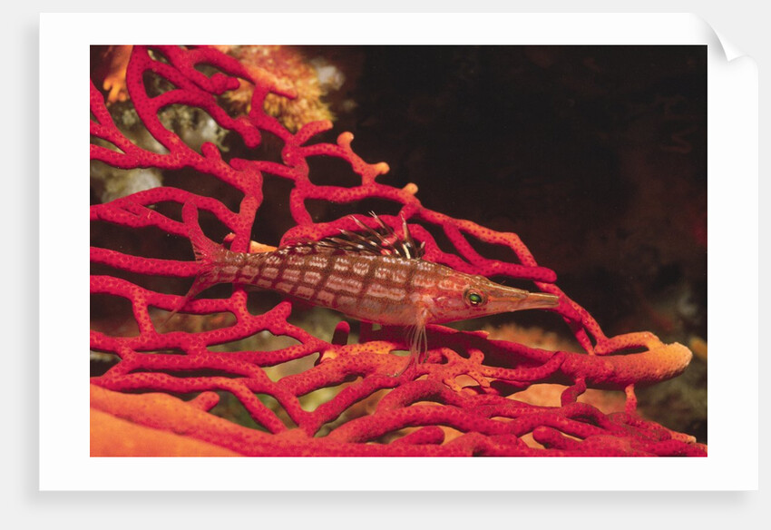 Longnose Hawkfish by Anonymous