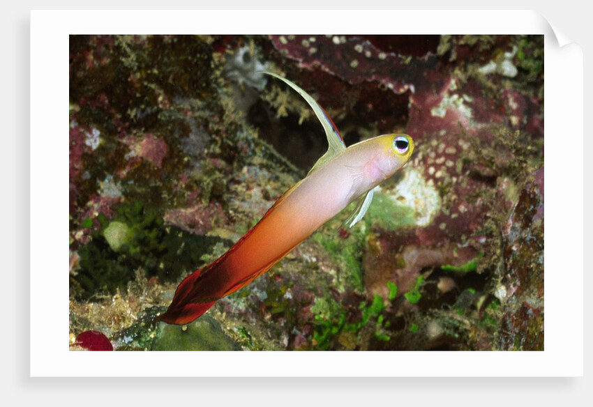 Fire Dartfish by Anonymous