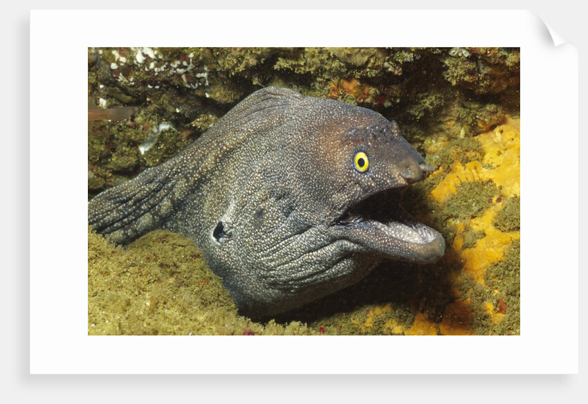 Fine-Spotted Moray Eel by Anonymous