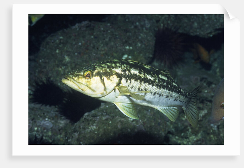 Kelp Bass by Anonymous