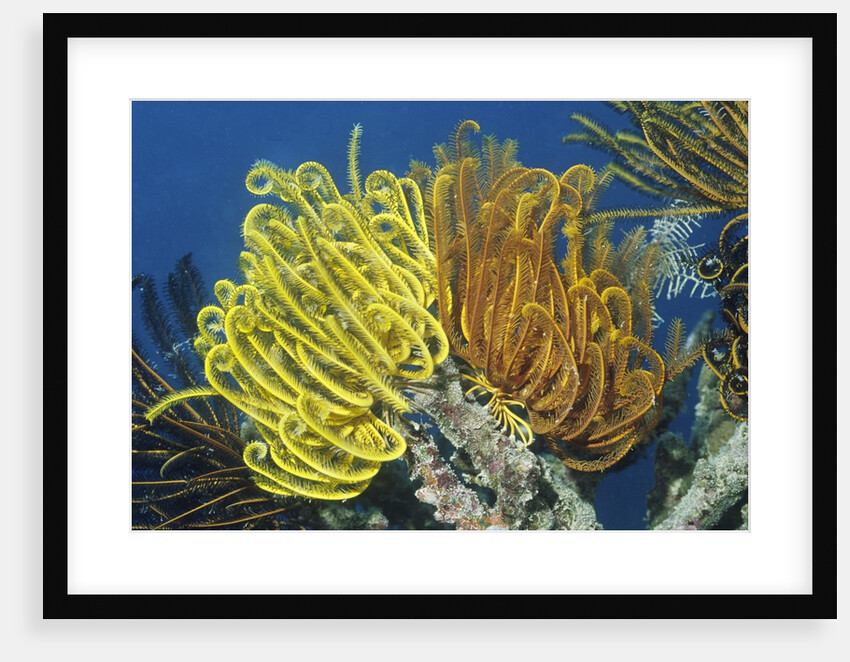 Bennett's Feather Star by Anonymous