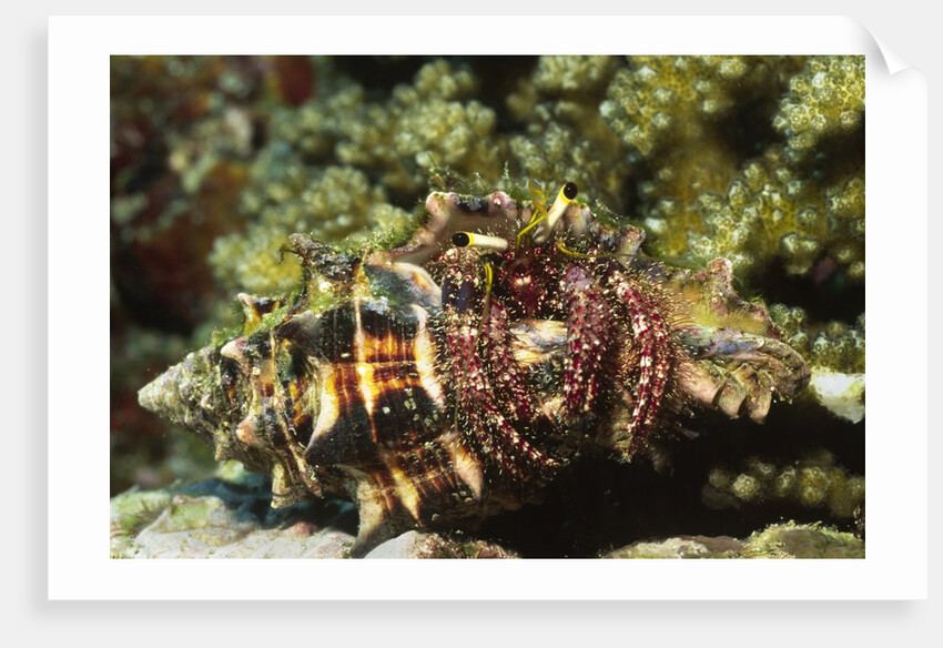 Dark Knee Hermit Crab by Anonymous