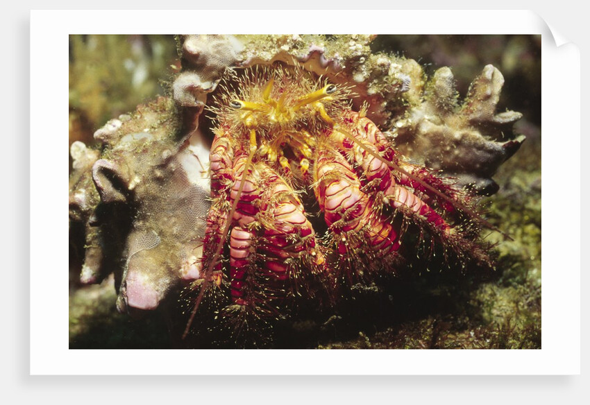 Hermit Crab by Anonymous