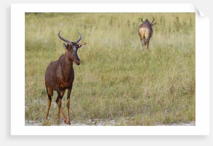 Tsessebe by Anonymous