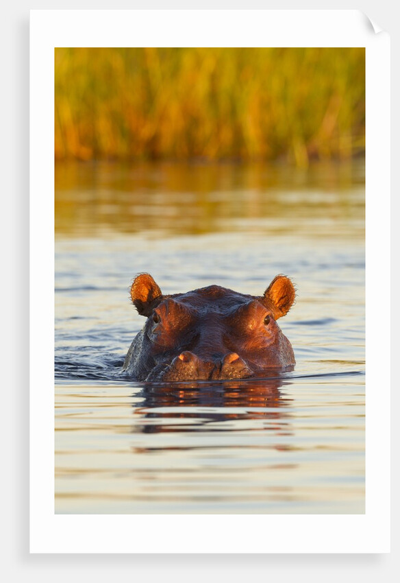 Hippopotamus in water by Anonymous