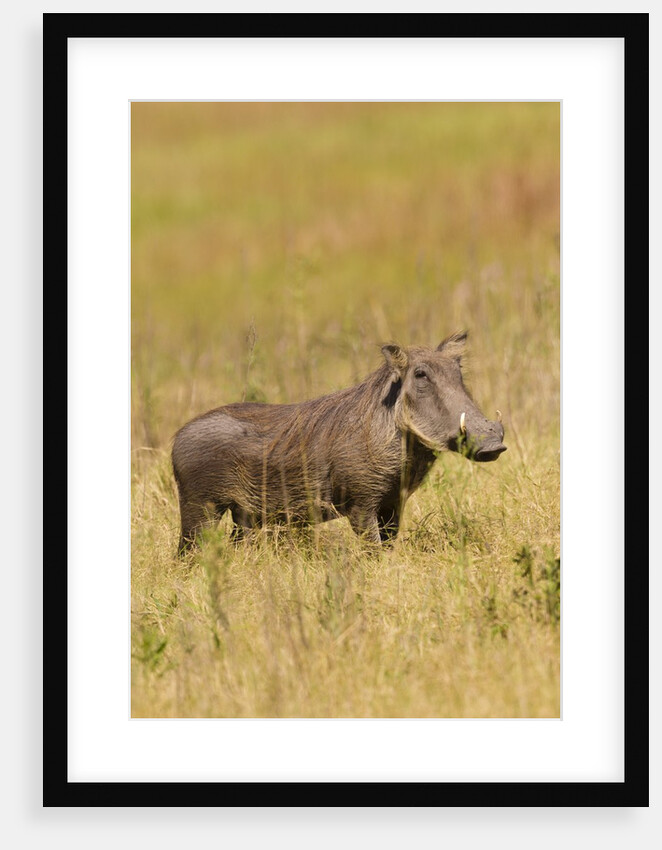 Warthog by Anonymous
