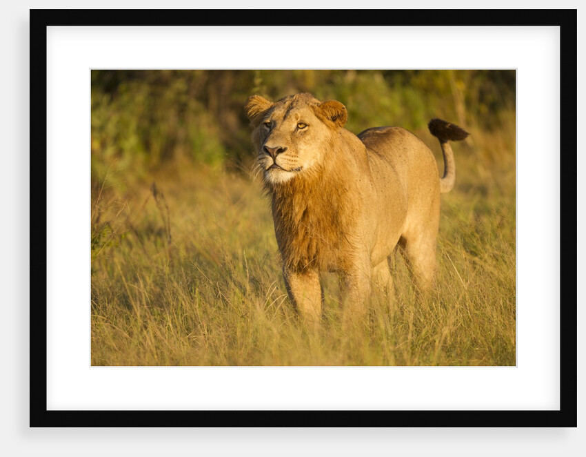 Young Male Lion by Anonymous