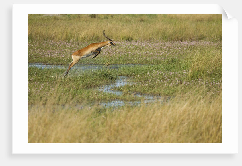 Southern lechwe jumping by Anonymous