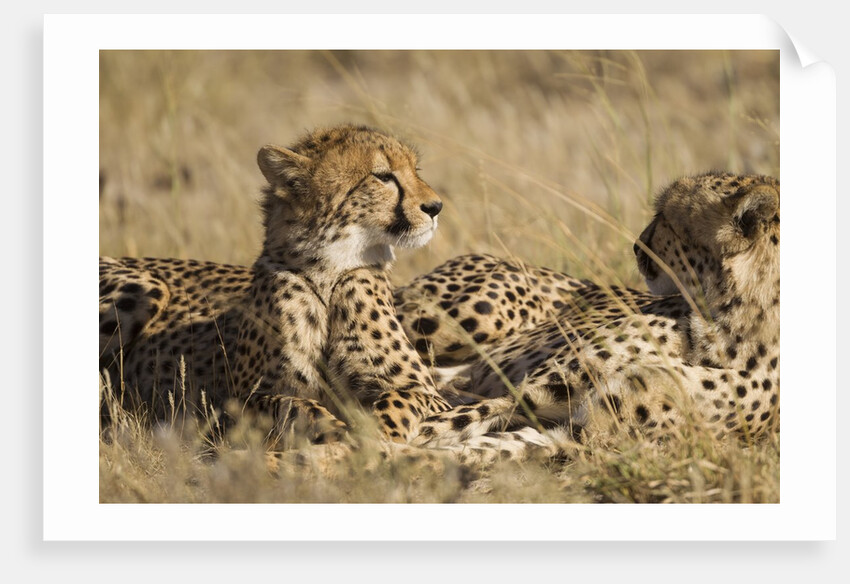 Cheetahs by Anonymous
