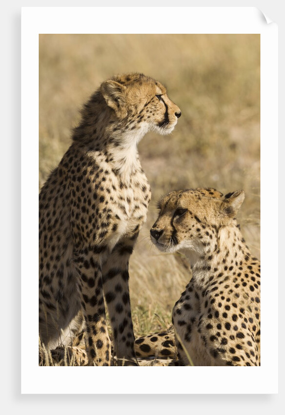 Cheetahs by Anonymous