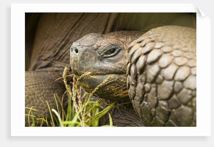 Galapagos giant tortoise by Anonymous