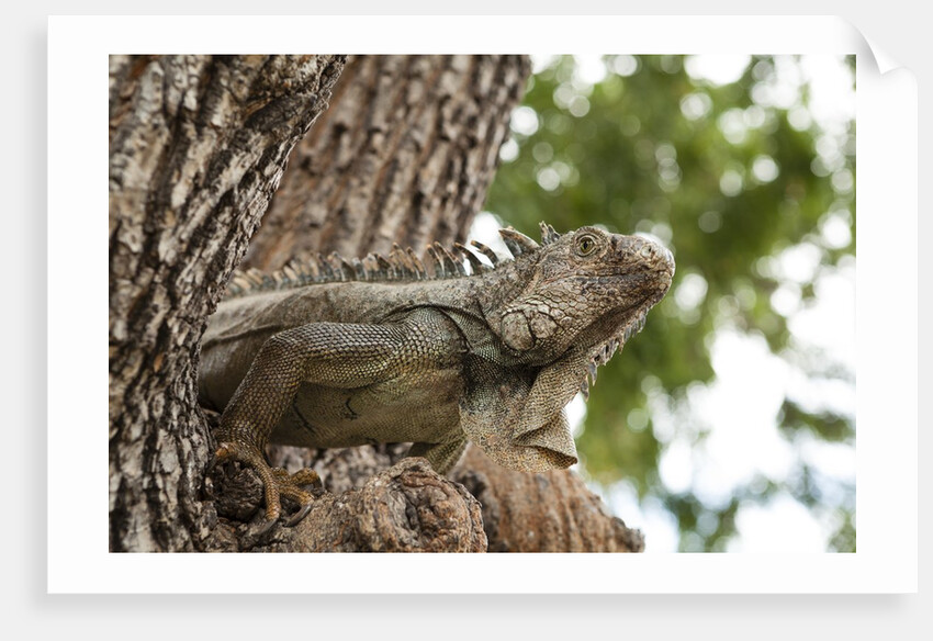 Iguana by Anonymous
