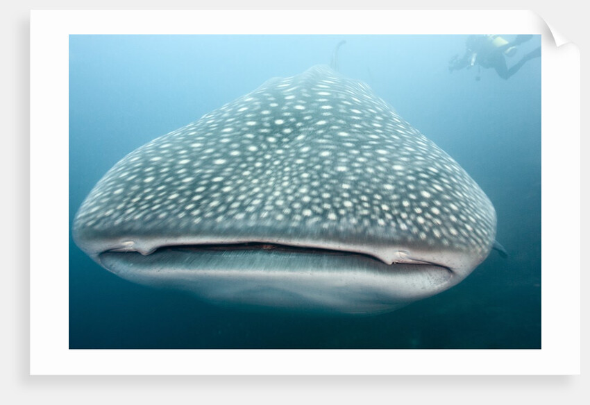 Whale shark by Anonymous