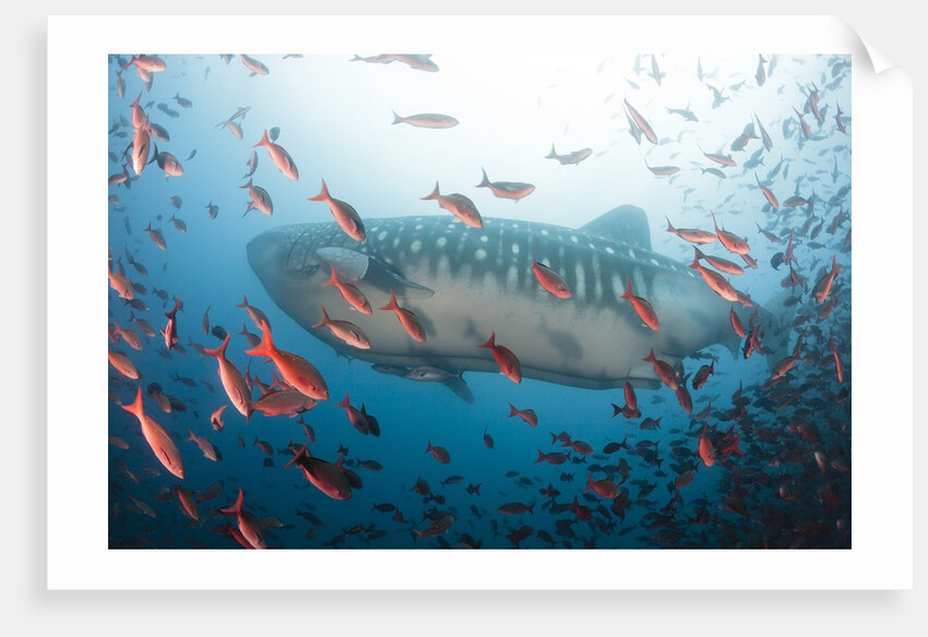 Whale shark by Anonymous