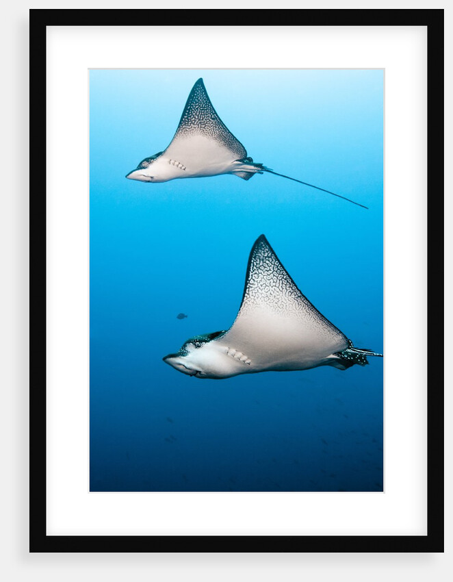 Spotted eagle rays by Anonymous