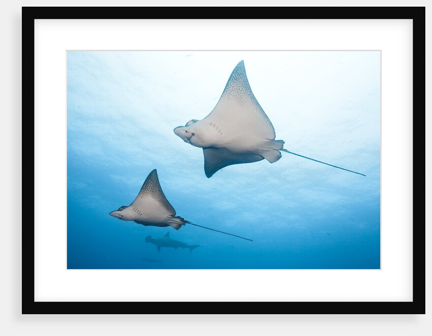 Spotted eagle rays by Anonymous