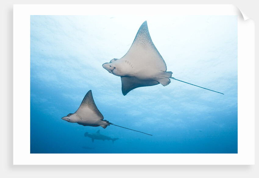 Spotted eagle rays by Anonymous