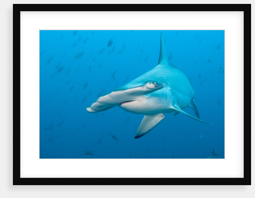 Scalloped hammerhead shark by Anonymous