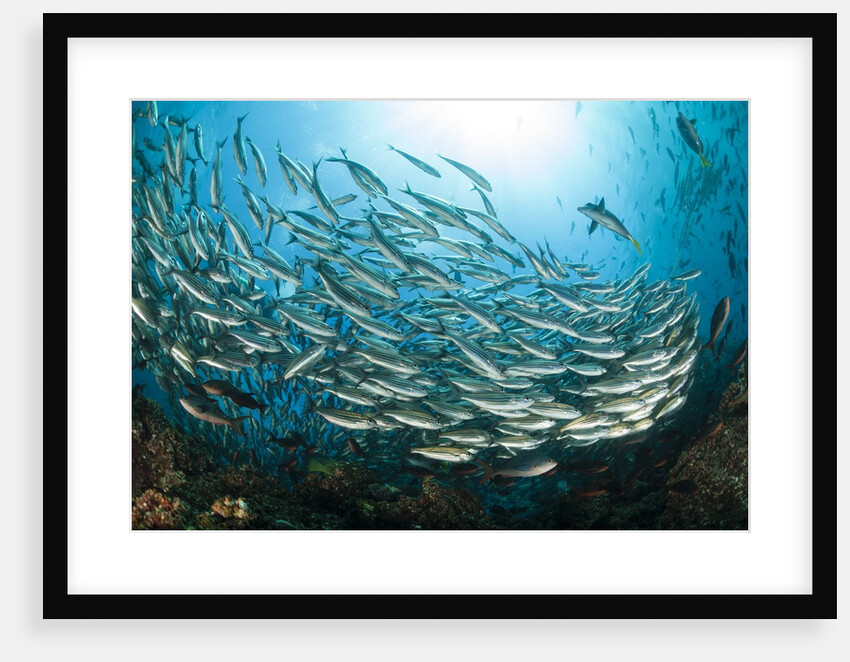 School of Black-Striped Salema by Anonymous
