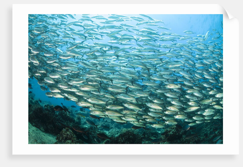 School of Black-Striped Salema by Anonymous