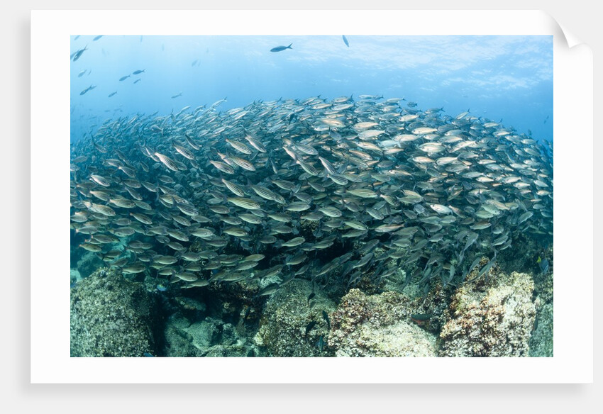 School of Black-Striped Salema by Anonymous