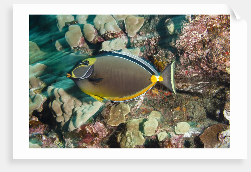 Orangespine Surgeonfish by Anonymous