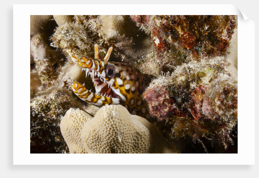 Dragon Moray Eel by Anonymous