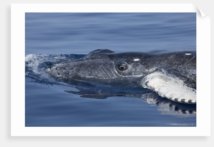 Baby Humpback Whale by Anonymous