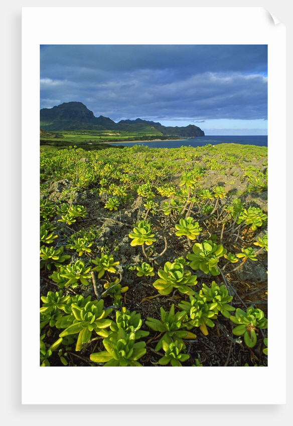 Kauai in Hawaii by Anonymous