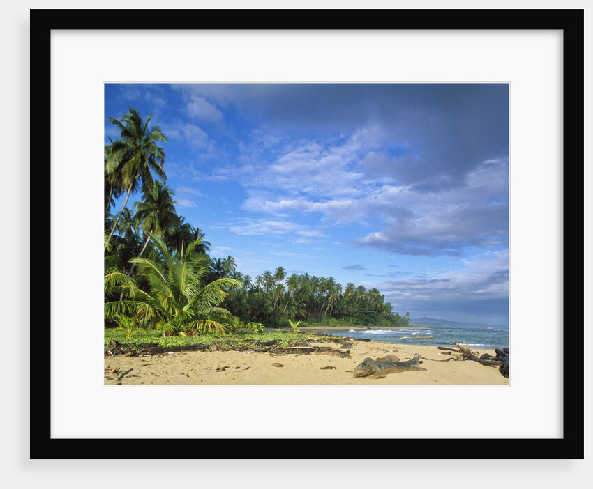 Beach in Limon, Costa Rica by Anonymous