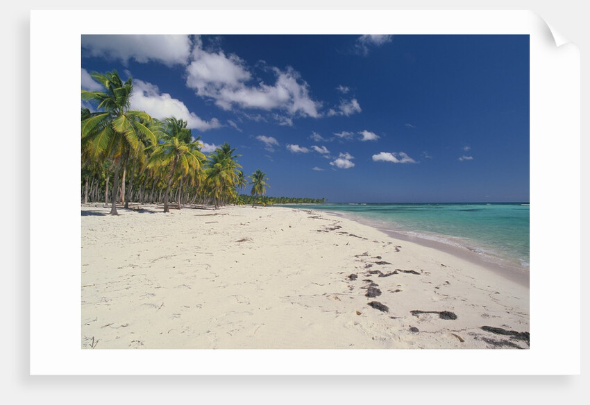 Beach in the West Indies by Anonymous