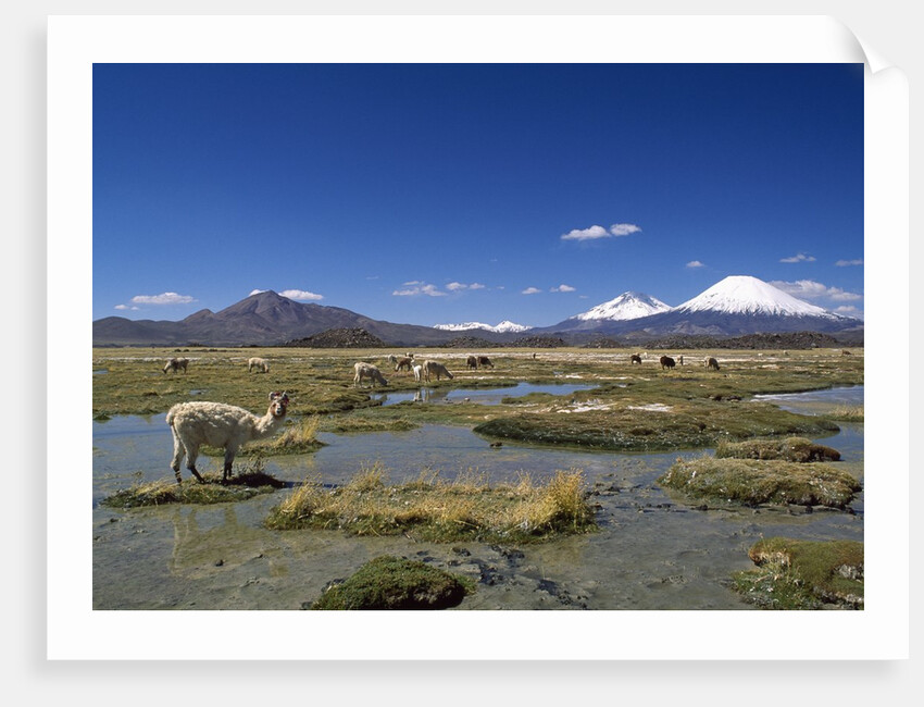 Lauca National Park by Anonymous