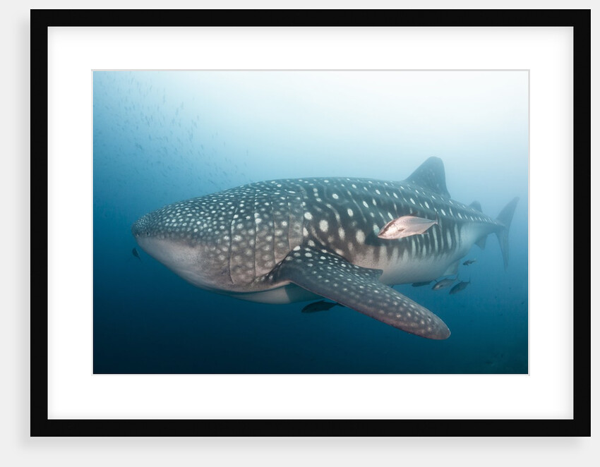 Whale Shark by Anonymous