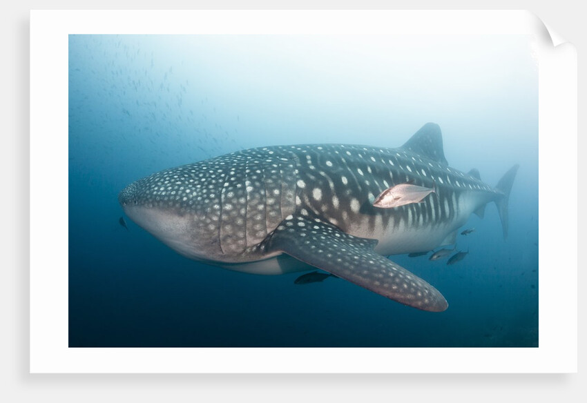 Whale Shark by Anonymous