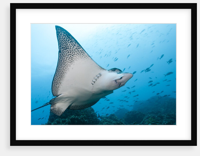 Spotted Eagle Rays by Anonymous