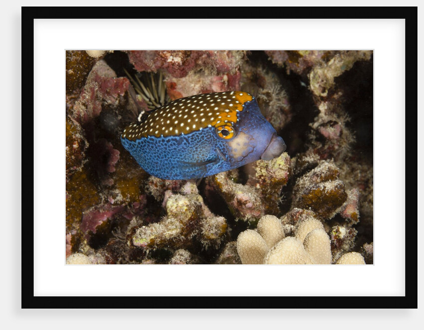 Spotted Boxfish by Anonymous