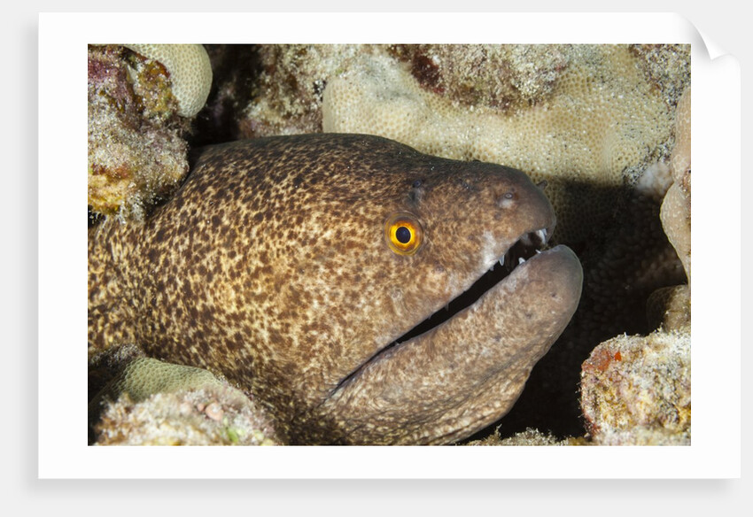 Yellowmargin Moray by Anonymous