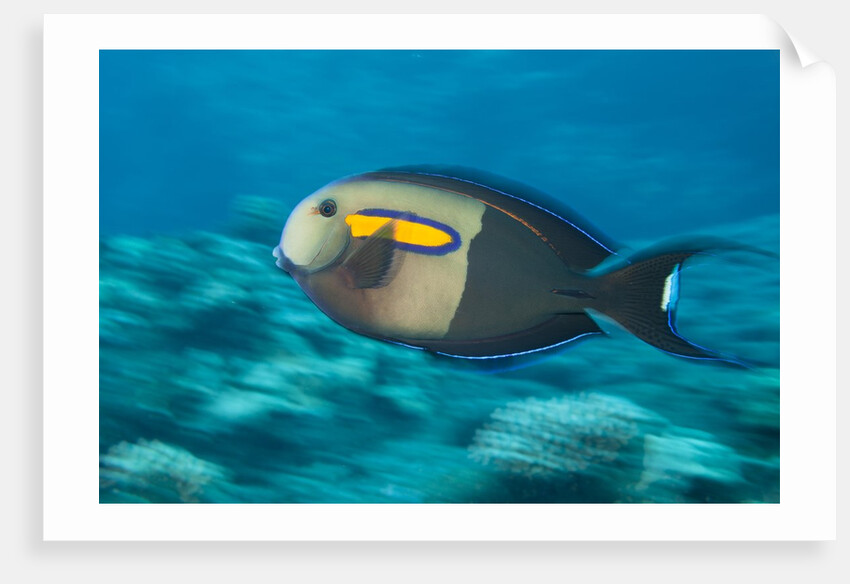 Orangeband Surgeonfish by Anonymous