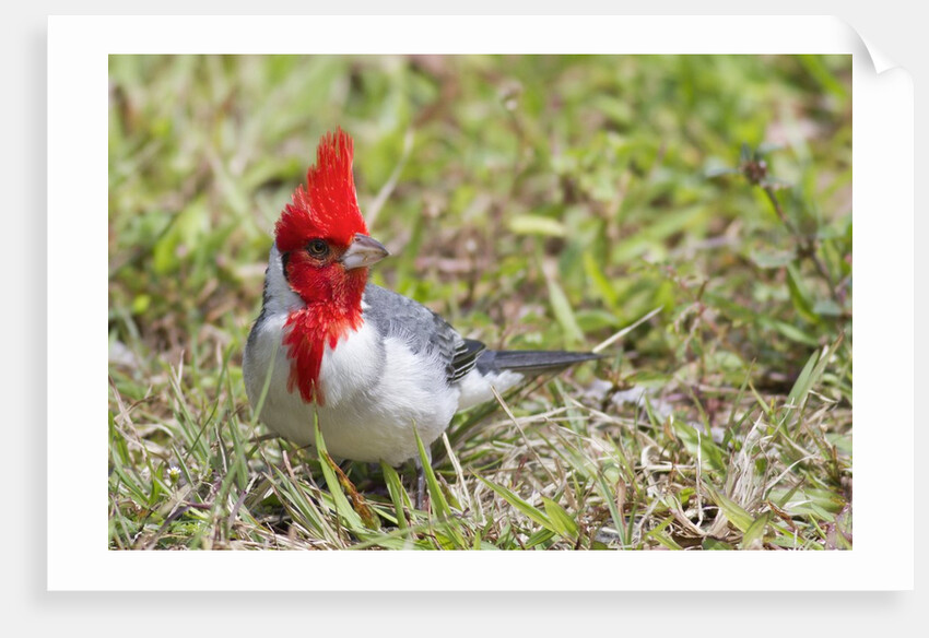 Red-crested cardinal by Anonymous