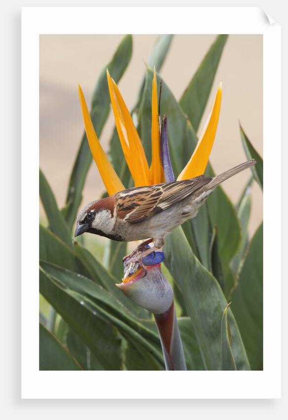 House Sparrow on Bird of Paradise by Anonymous