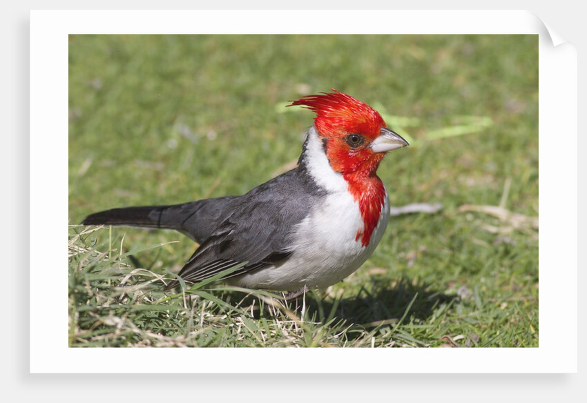 Red-crested cardinal by Anonymous