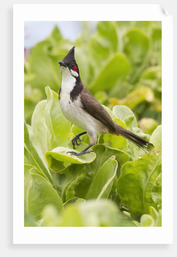 Red-Whiskered Bulbul by Anonymous