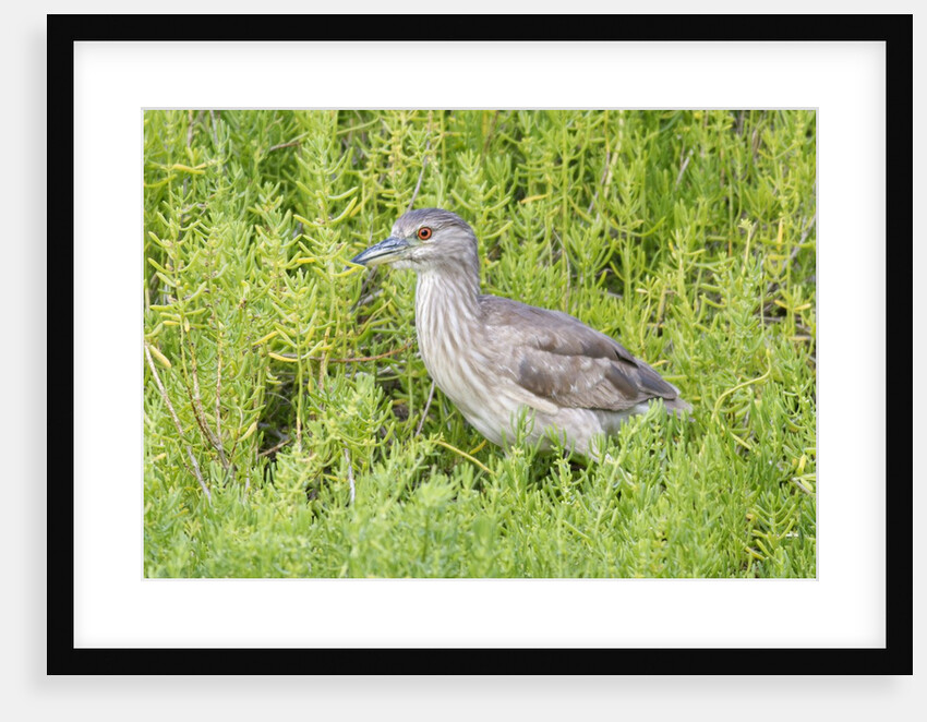 Juvenile black-crowned night heron by Anonymous