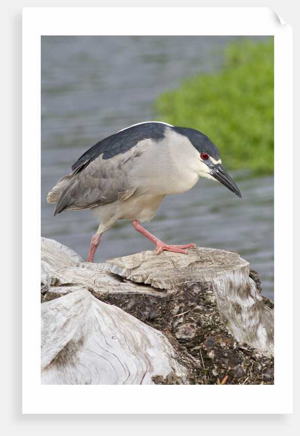 Black-crowned night heron by Anonymous